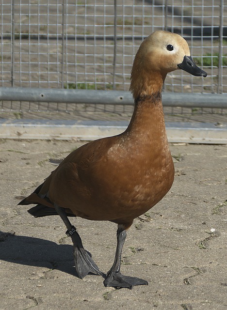 为实现