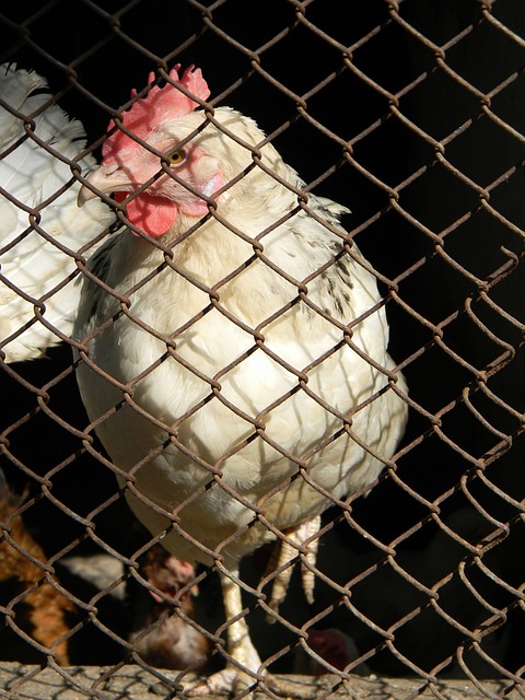 战术安排进 战术安排进