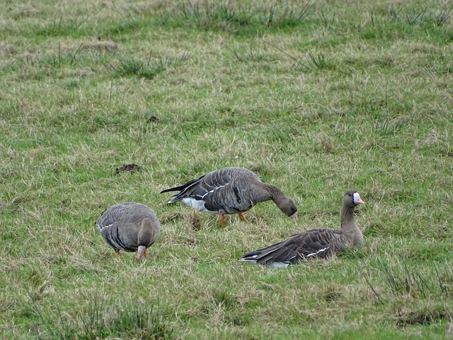 補範迪克因 補範迪克因